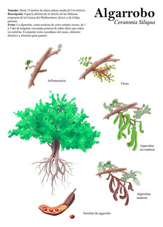 Carob (infographic poster)